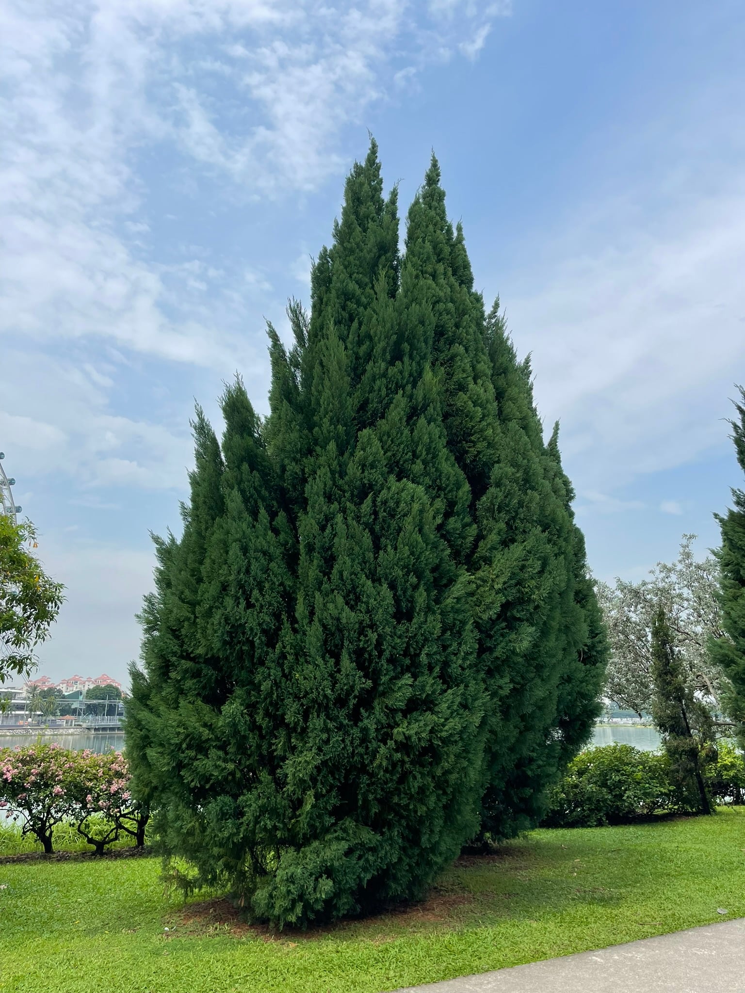 Gardens by the Bay Supertrees